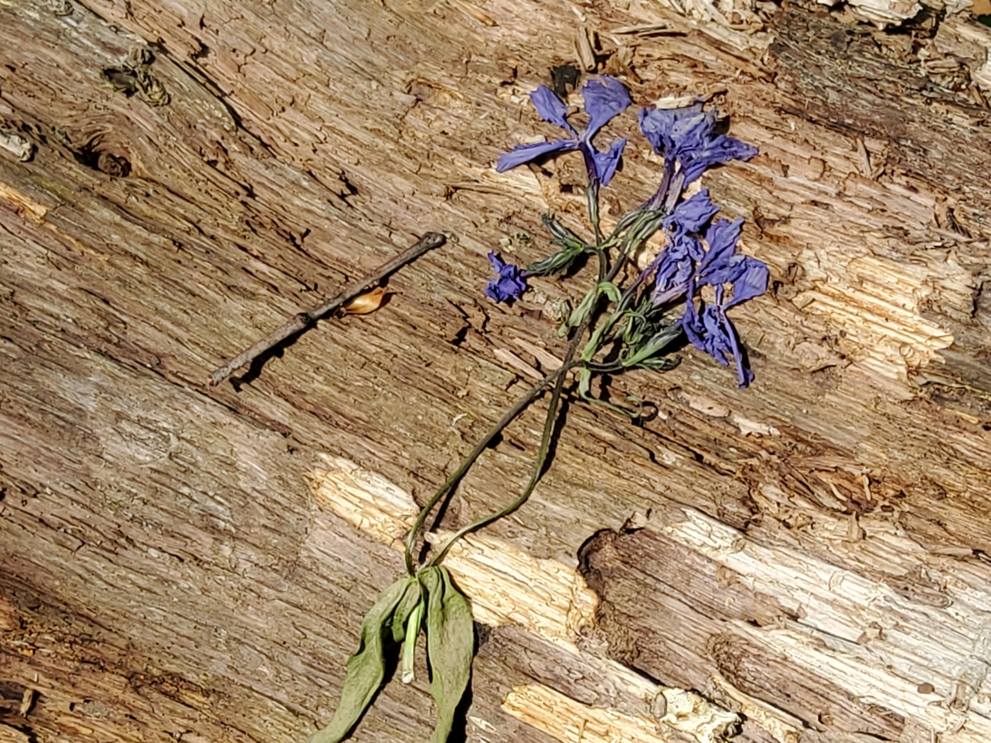 Blue Phlox picked and discarded on log